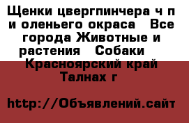 Щенки цвергпинчера ч/п и оленьего окраса - Все города Животные и растения » Собаки   . Красноярский край,Талнах г.
